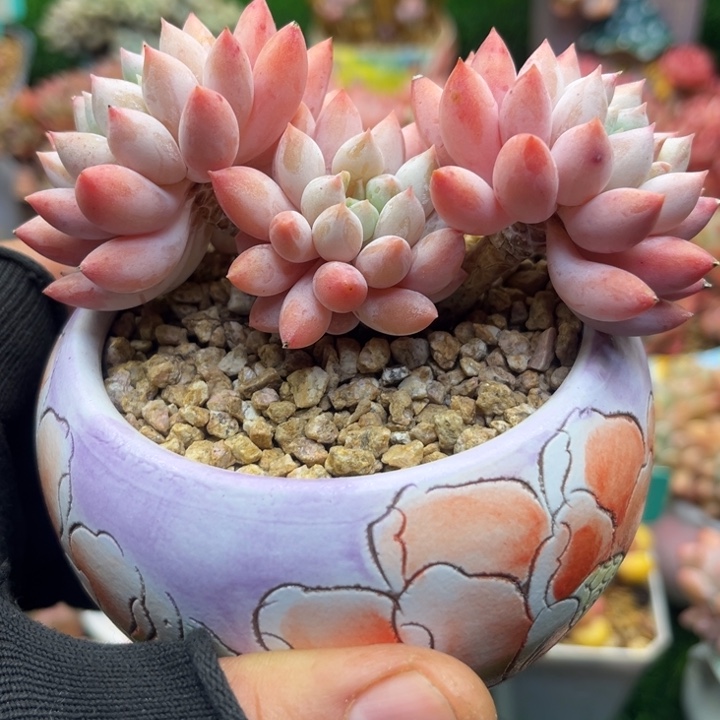 t le and jue ktv