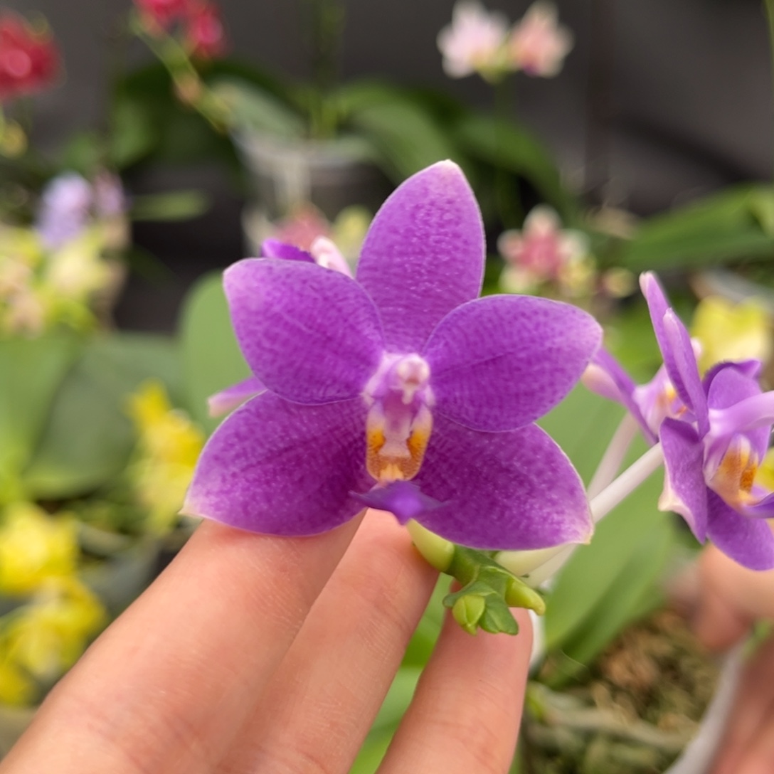 完全开放3.5寸柳林蓝星开花株