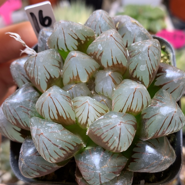 龙爪玉露锦带盆土发货