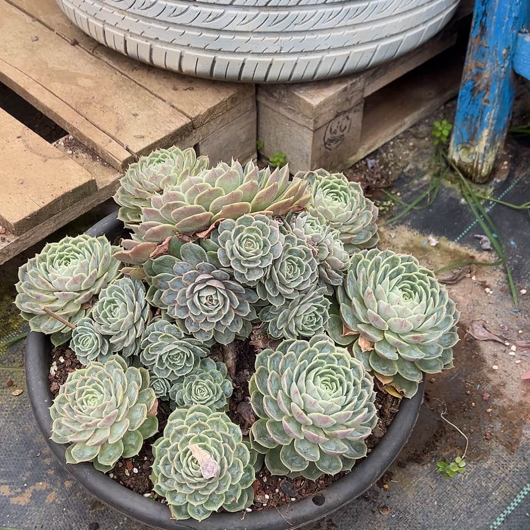 昂斯洛带盆不包物流