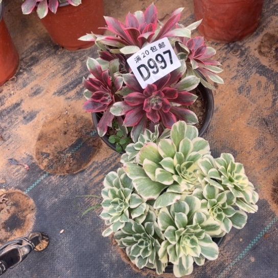 997两个不包断枝