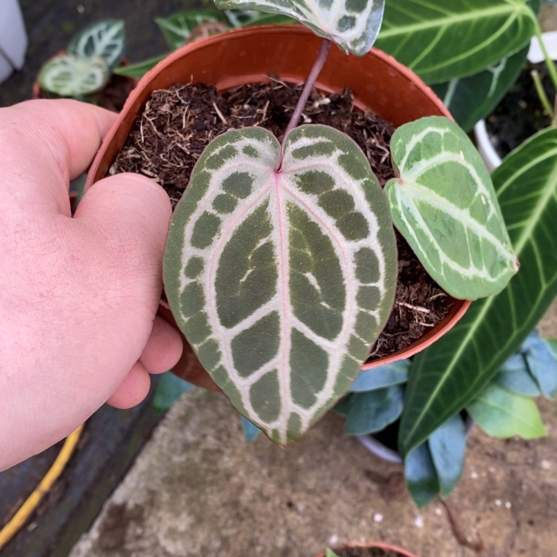 完全开放nse红水晶