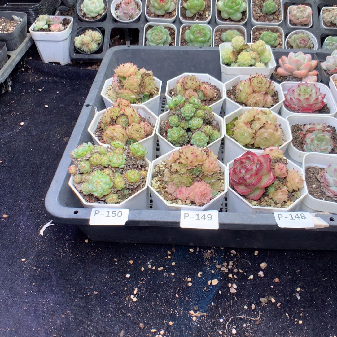 无花朵P150英语英语