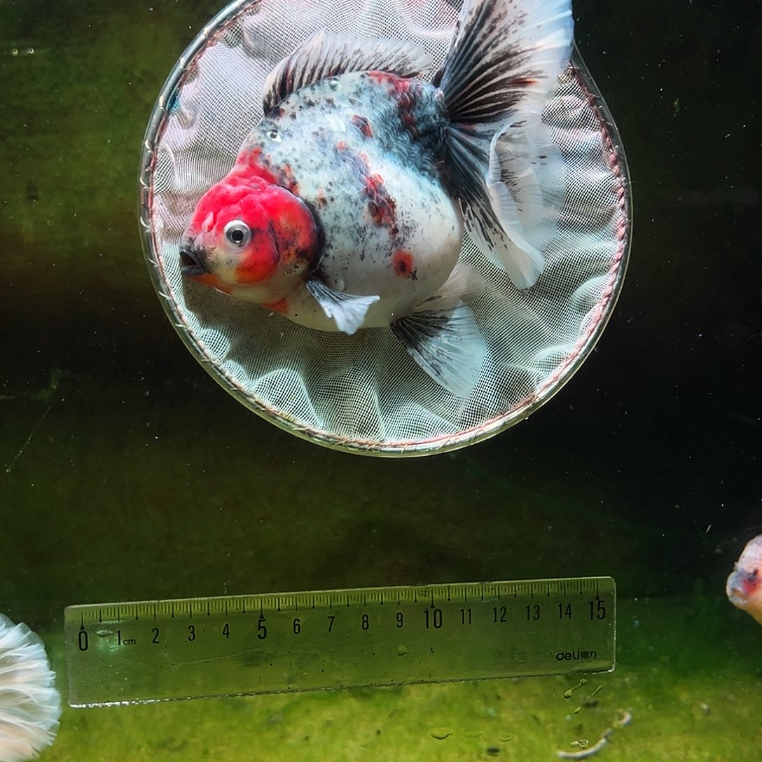 金鱼冷水金鱼百褶泰狮