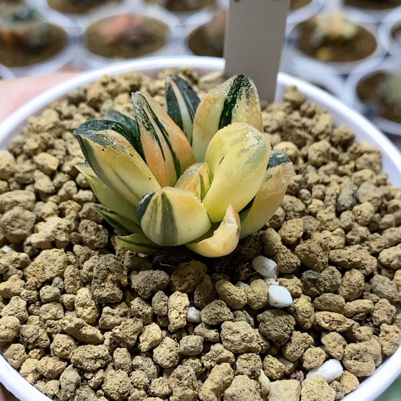 【闪购商品】166毛蟹锦