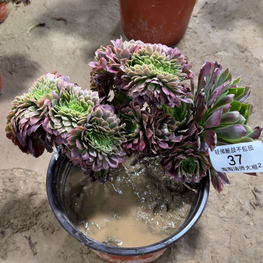 37嘉年华缀化特价多肉植物法师