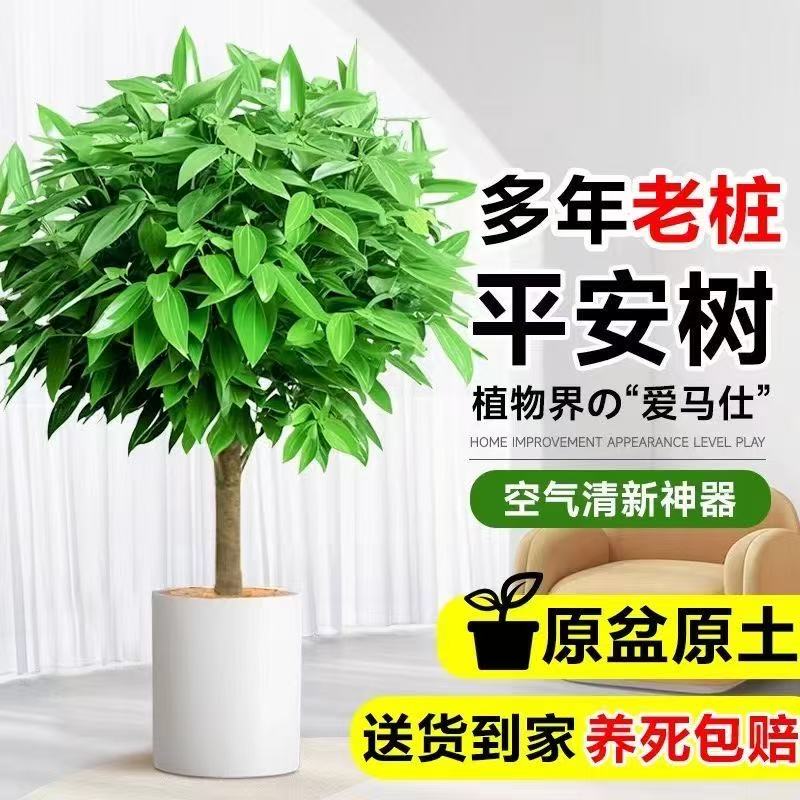 大叶平安树棒棒糖造型盆栽大型绿植幸福树室内吸甲醛植物四季好养