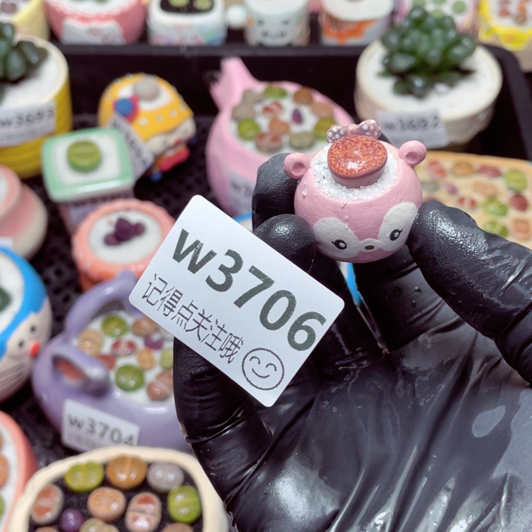 听****?w3706--带盆土发货，零下地区拍保温箱