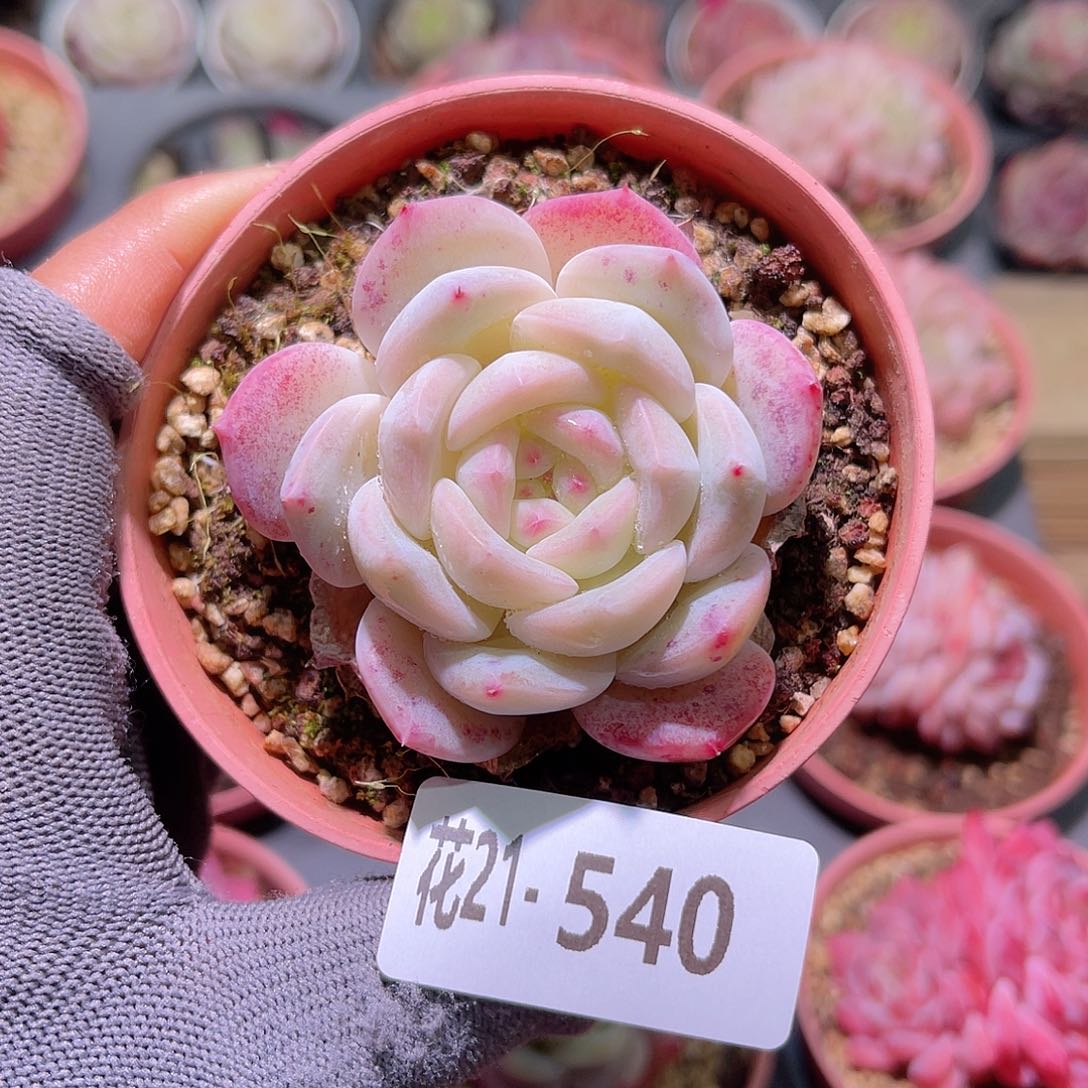 花21-540新品单头