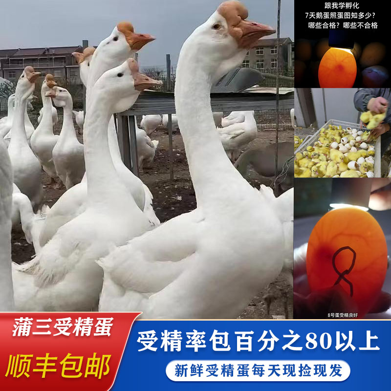 纯种一代三花鹅种蛋蒲三种蛋受精种蛋均重都在150克以上顺丰包邮