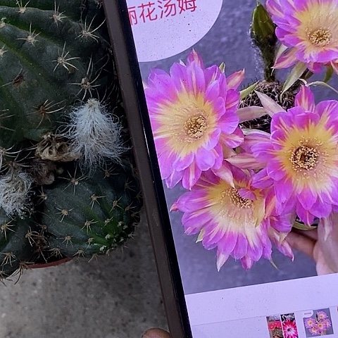 汤姆丽花，257900357