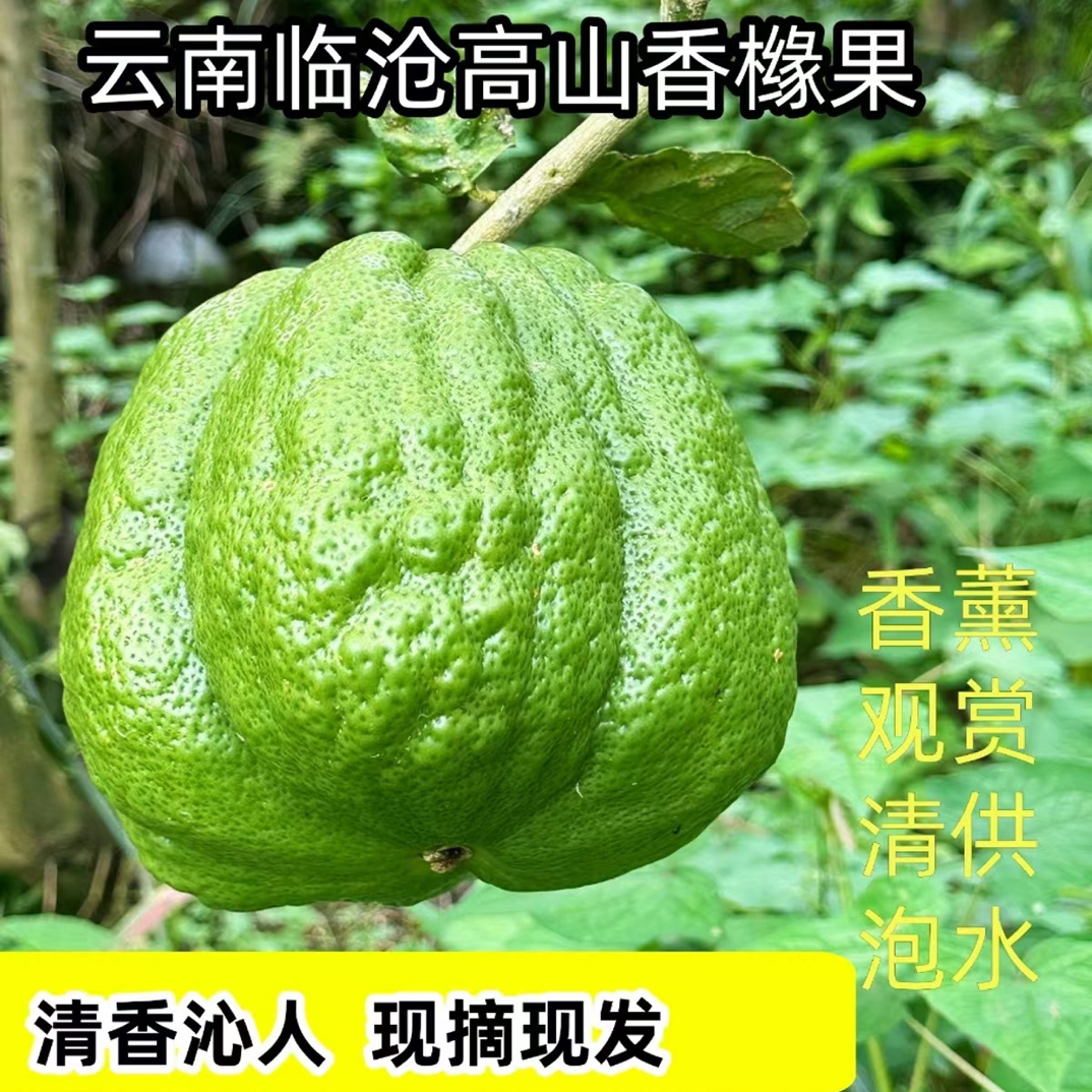 新鲜香橼果云南绿果可作居家闻香清供盘玩摆件