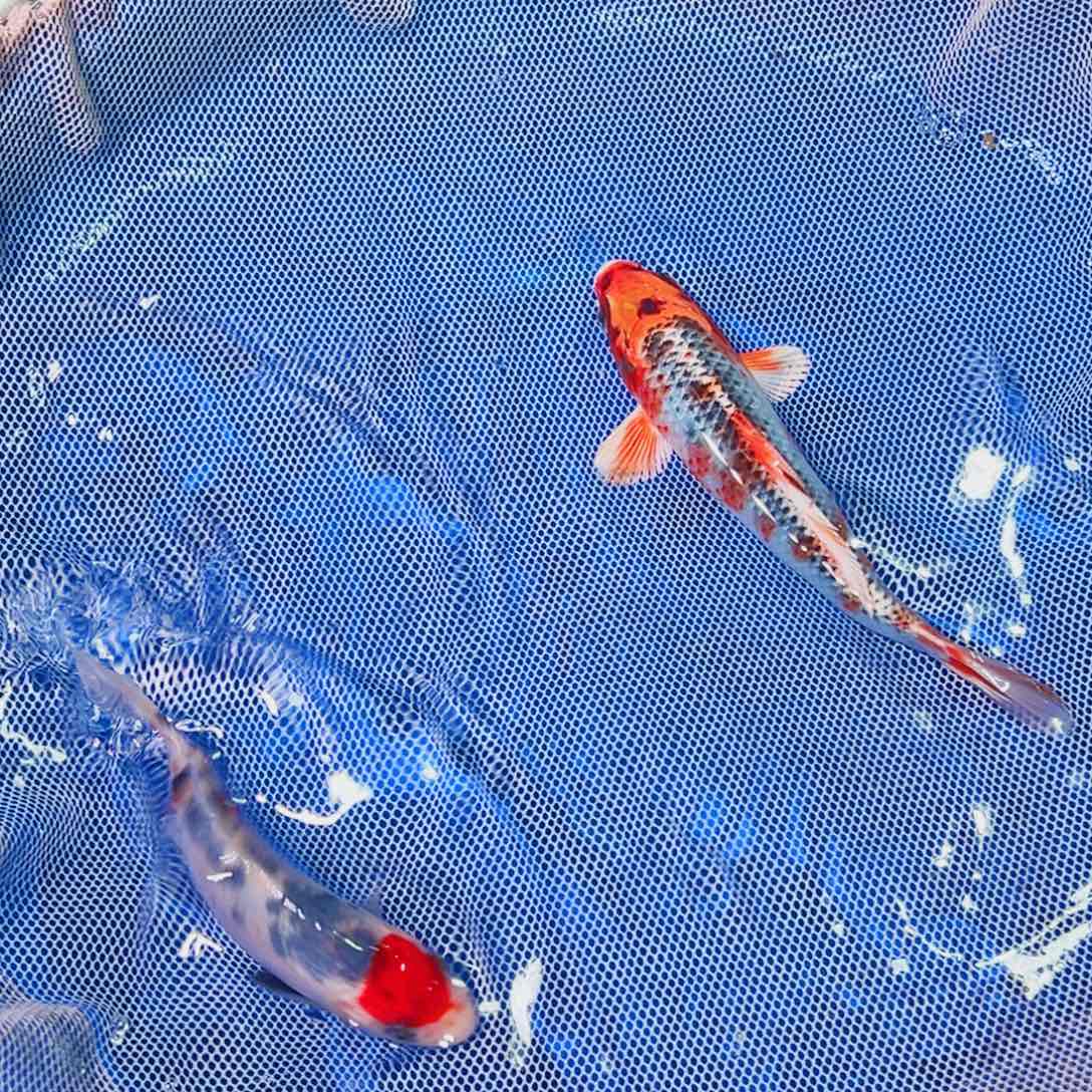 锦鲤锦鲤观赏鱼1111