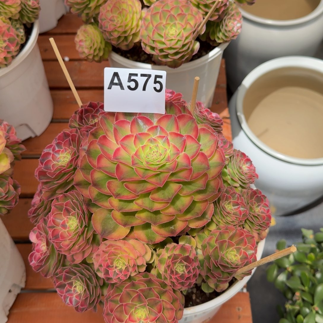 575多肉植物雨荷法师