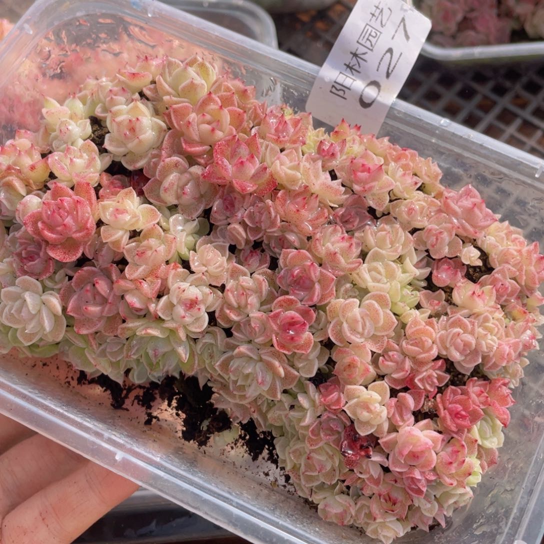 多肉植物多肉植物27