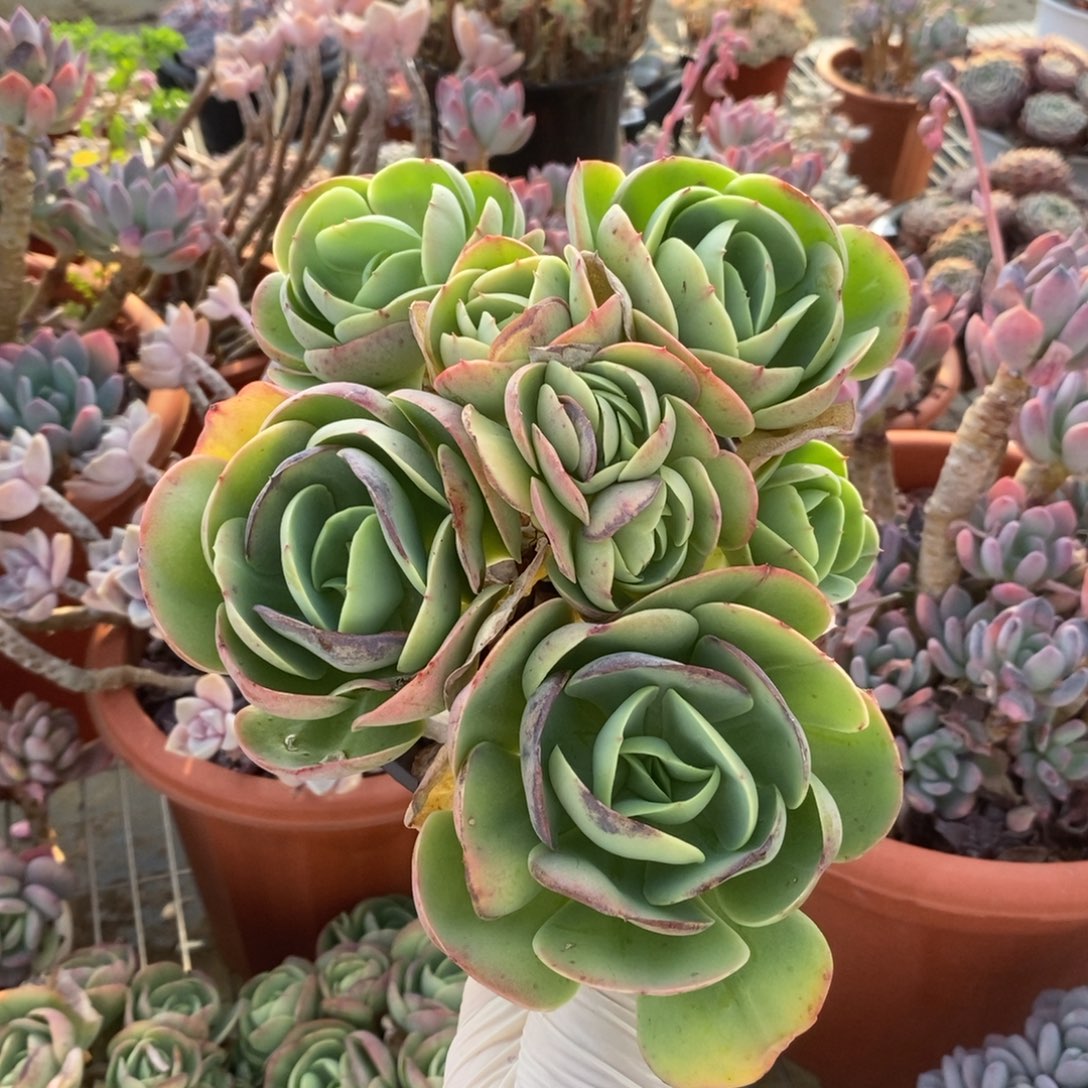 5208碧桃缀化一物一拍