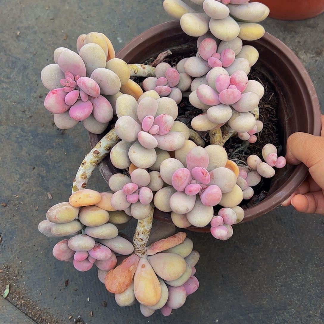 桃蛋超大盆大红盆