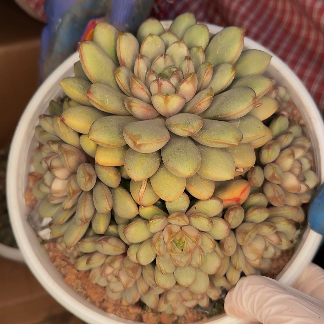 钮***莲呃呃嗯嗯哦哦哦哦哦哦哦