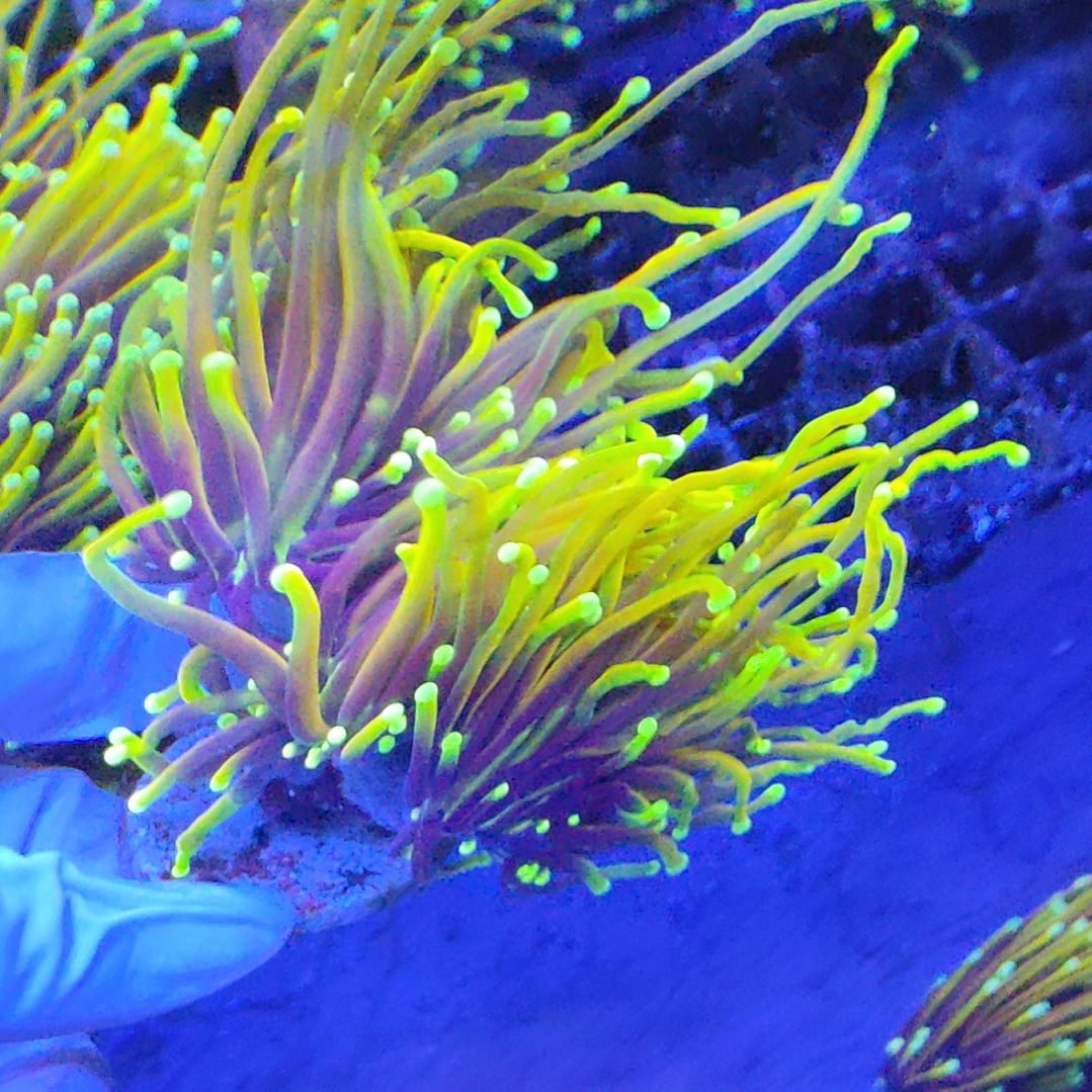 智海海洋珊瑚 不支持退货不包邮