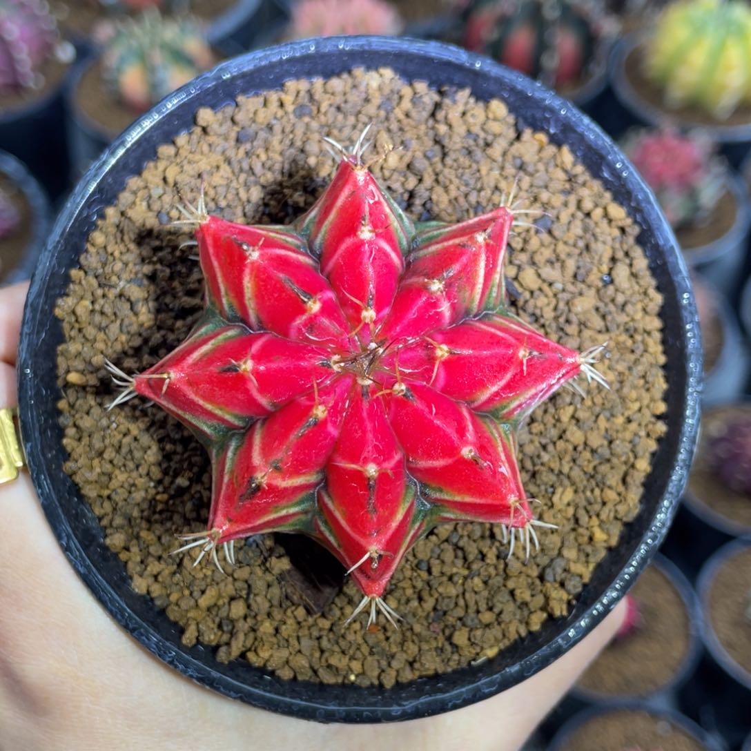 中国红000000000098