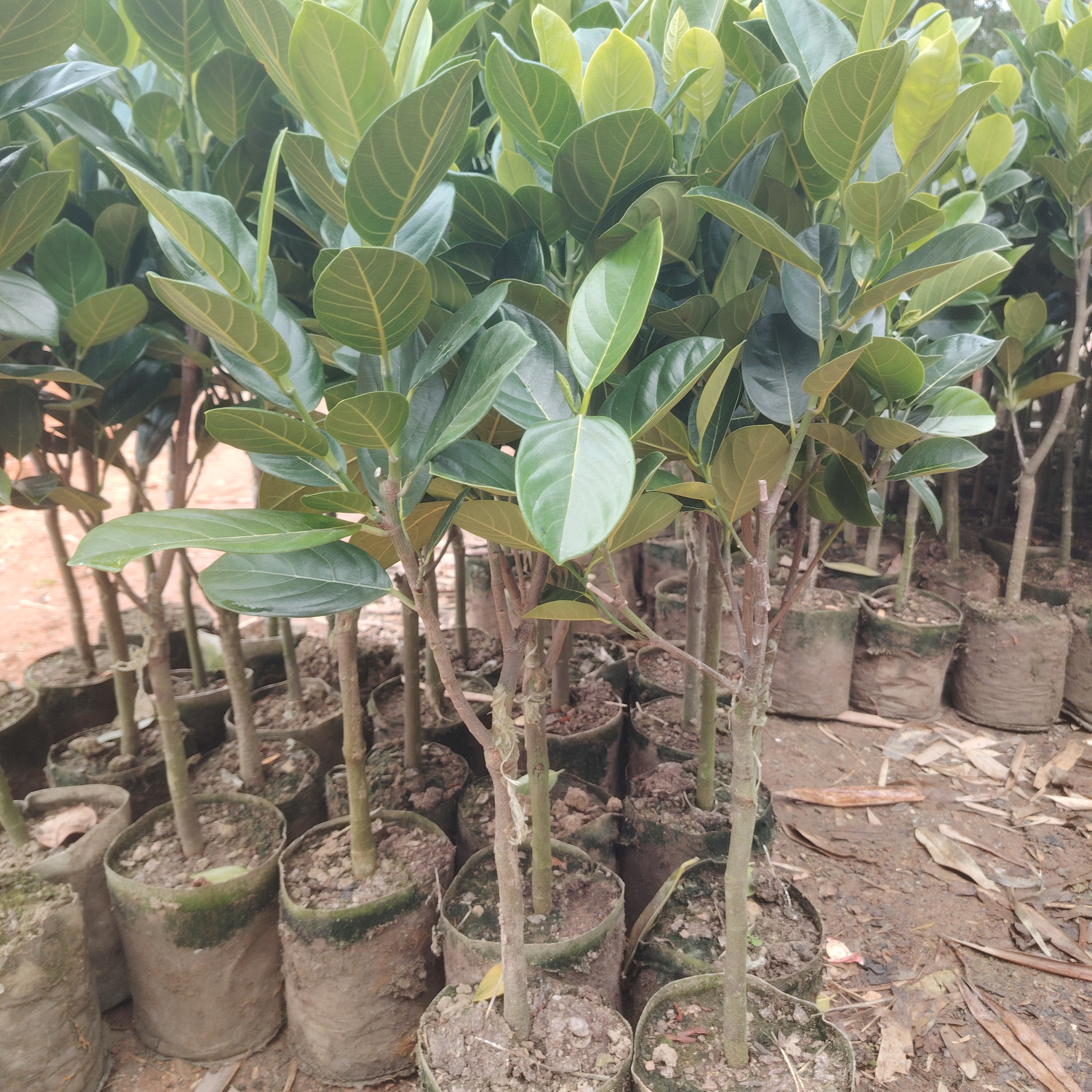 印尼红，泰8菠萝蜜带土带叶发，广西发货绿植盆栽菠萝蜜树苗红色