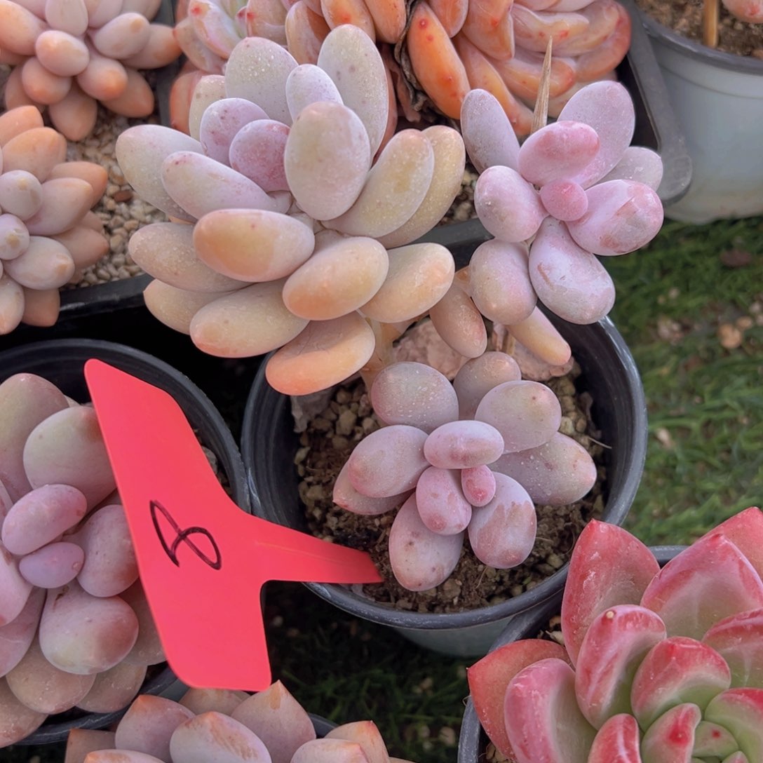 香玉的故事是一个人的故事