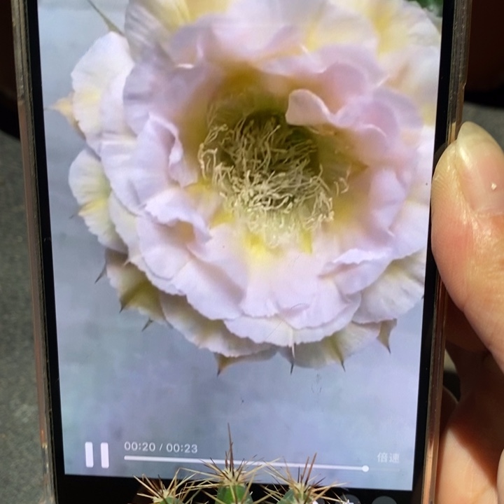 香香526侧芽5公里分左右