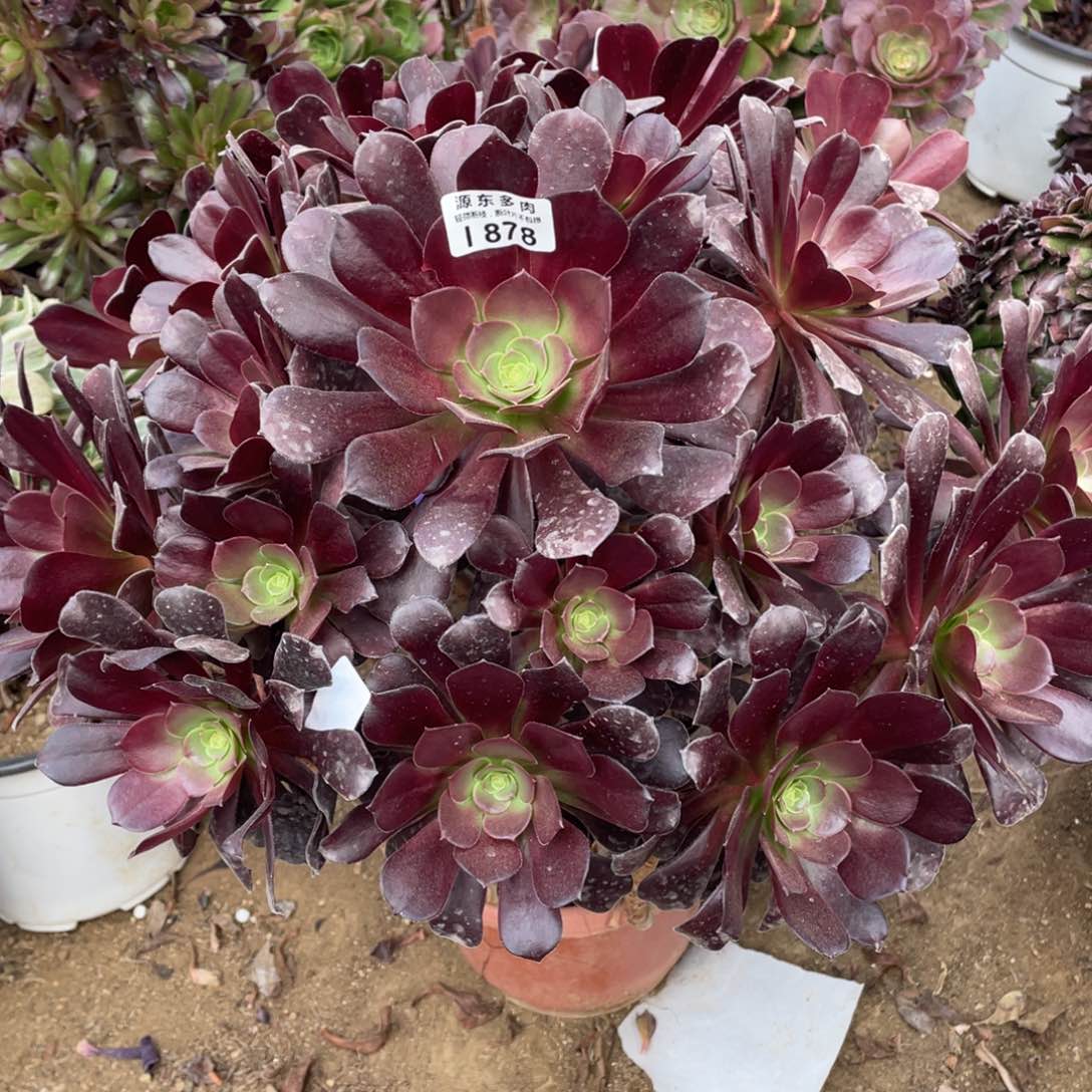 878梅花多肉法师断枝不包 