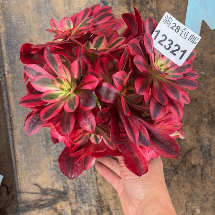 12321美杜莎多肉植物