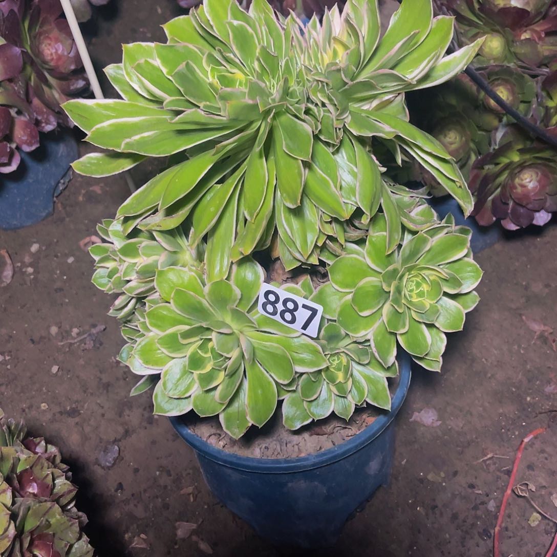 法师法师14-0包邮法师