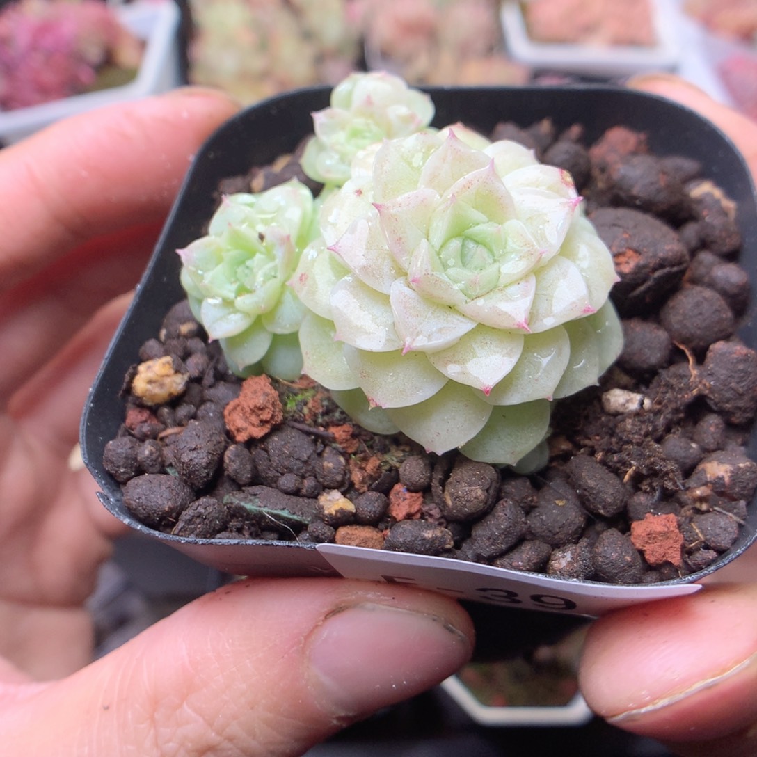 无花朵E39。yyyyyyyy