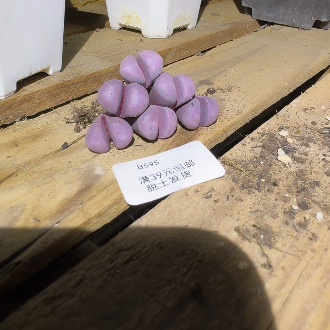 595多肉哈哈就哈哈