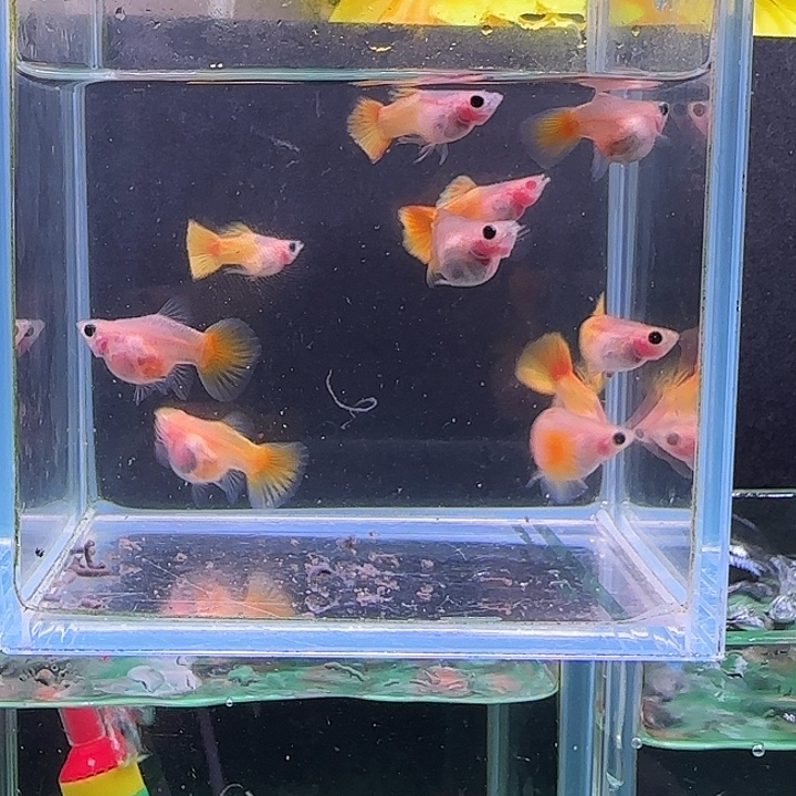 小***。孔雀鱼玻璃猫五队