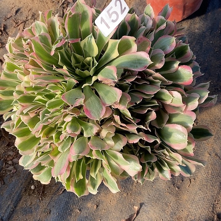 白凤多肉152多肉不包断