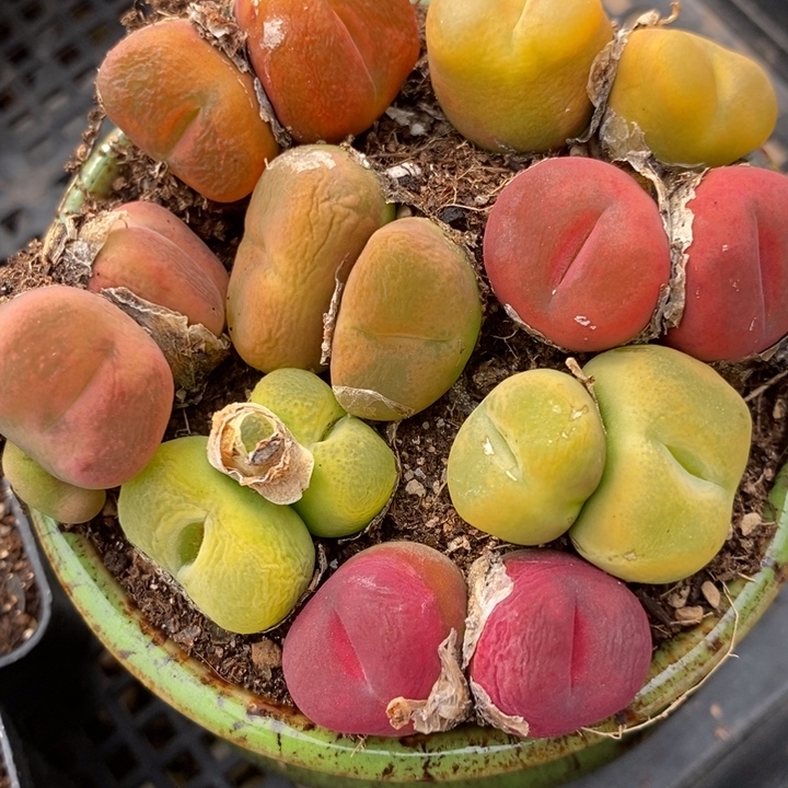 1517丝绒双头彩蟠桃一组