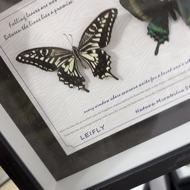 蝴蝶标本定制版182