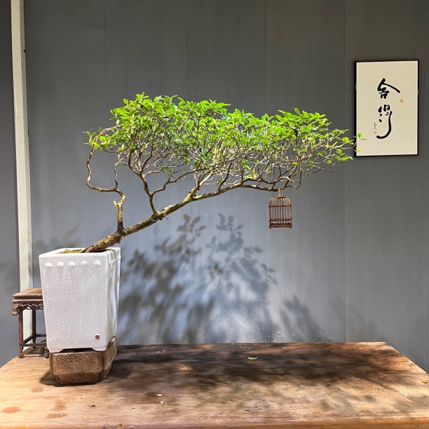 秋香.矮霸飘枝老桩海岛栀子花意境盆景
