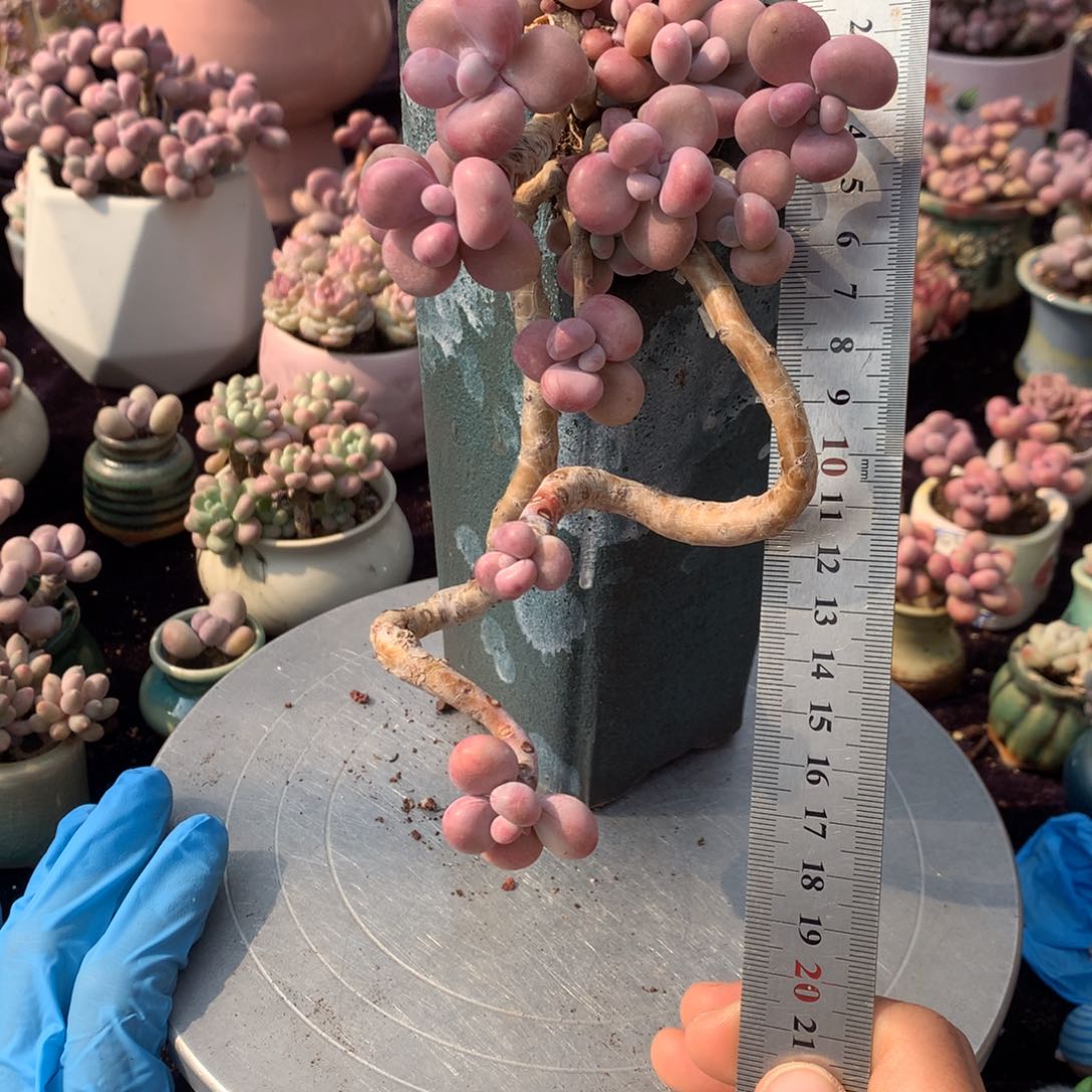 86号不带盆偏远的不包邮的有伤