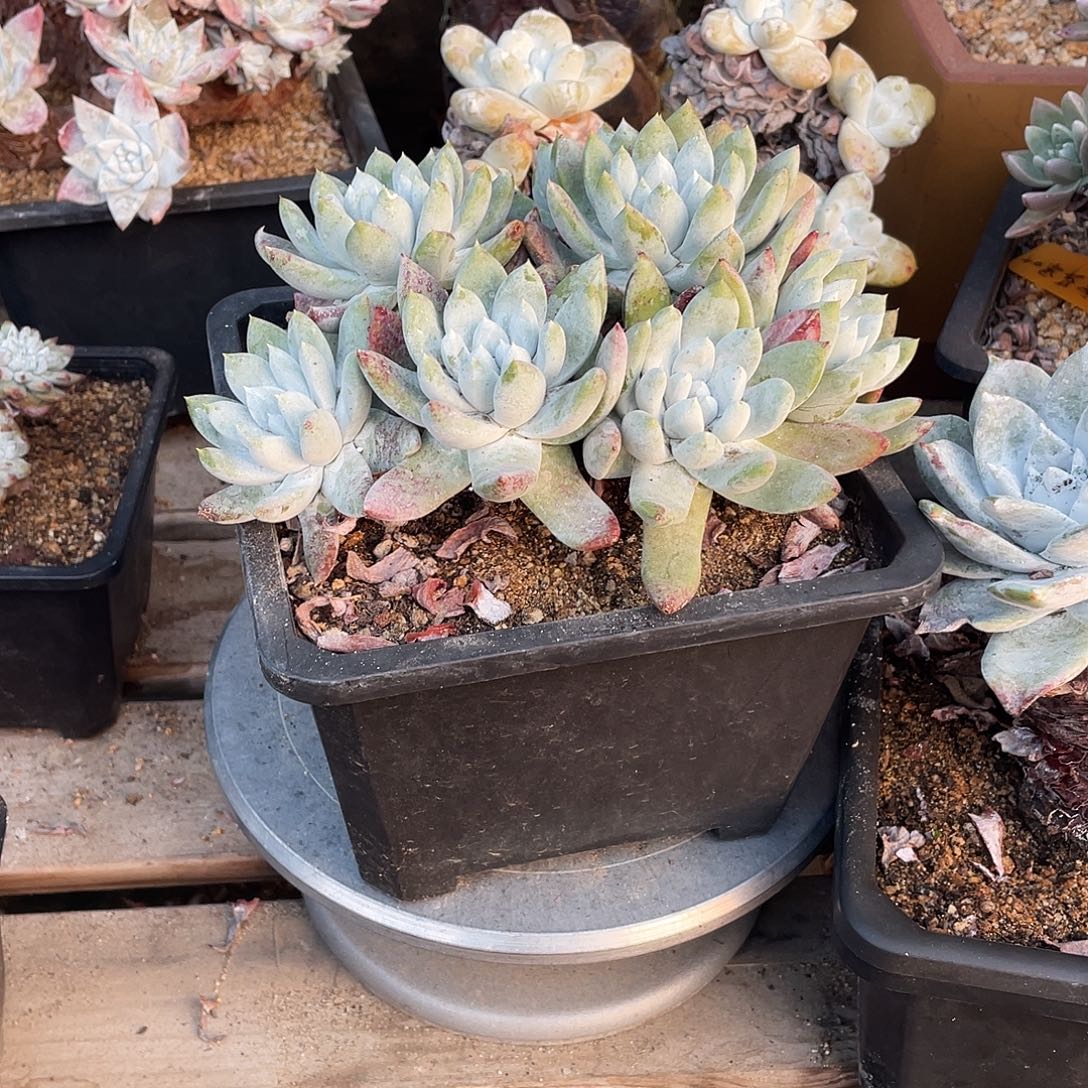 晨溪园艺仙女杯呀