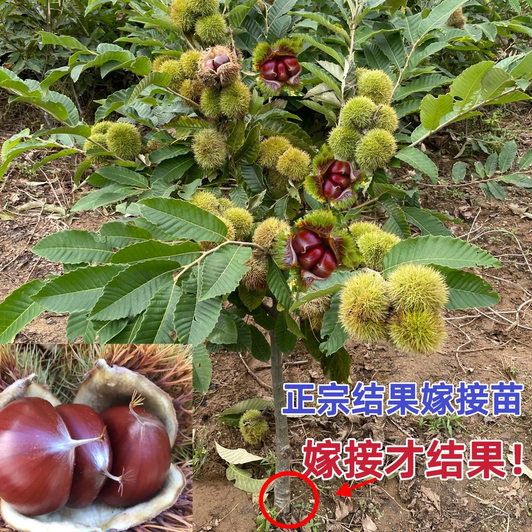 【摘叶发货】正宗嫁接大红袍板栗树苗南北方种植盆栽地栽