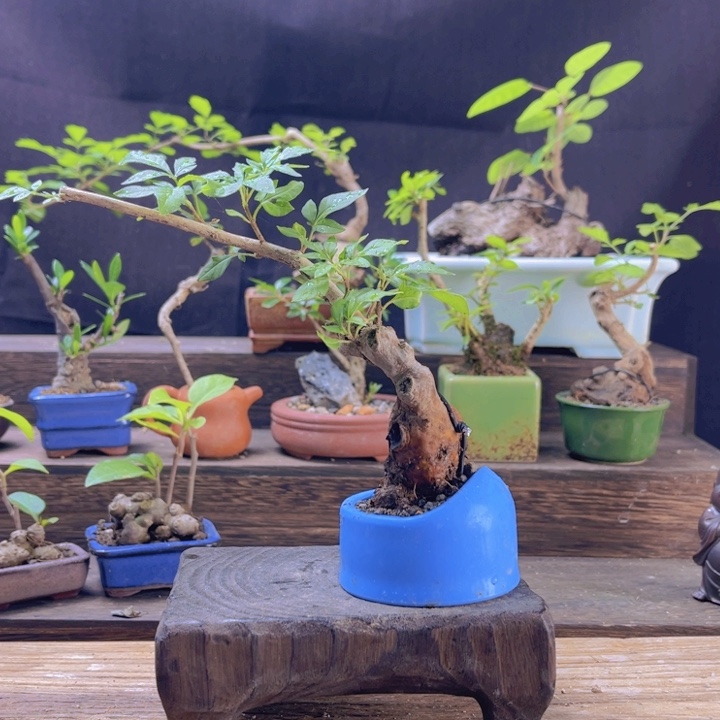 当前无花朵，栽培后可花朵