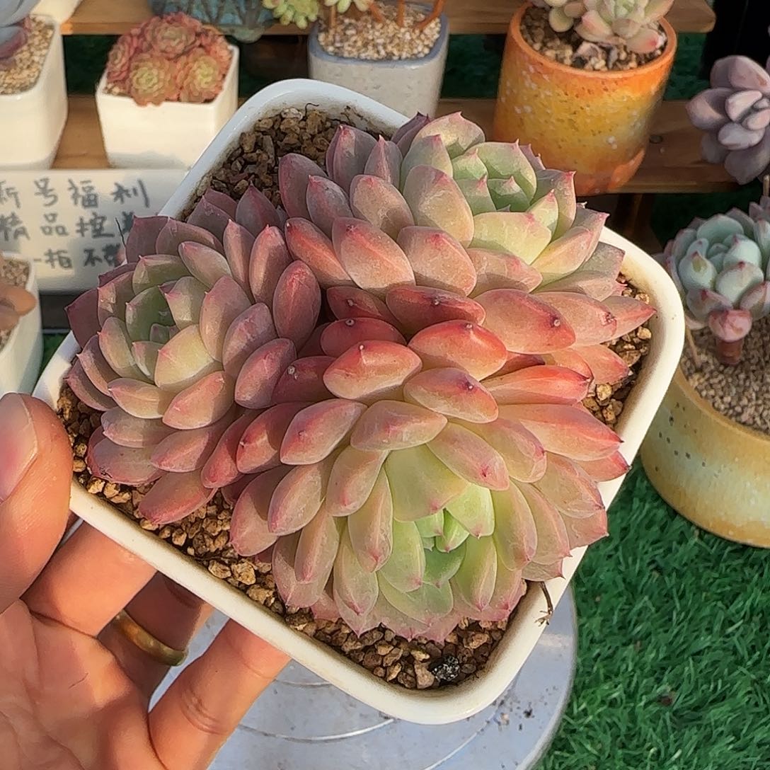 甘露不带盆土发货