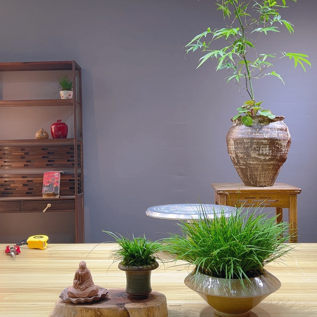 心***6无花朵老桩精品竹盆景作品