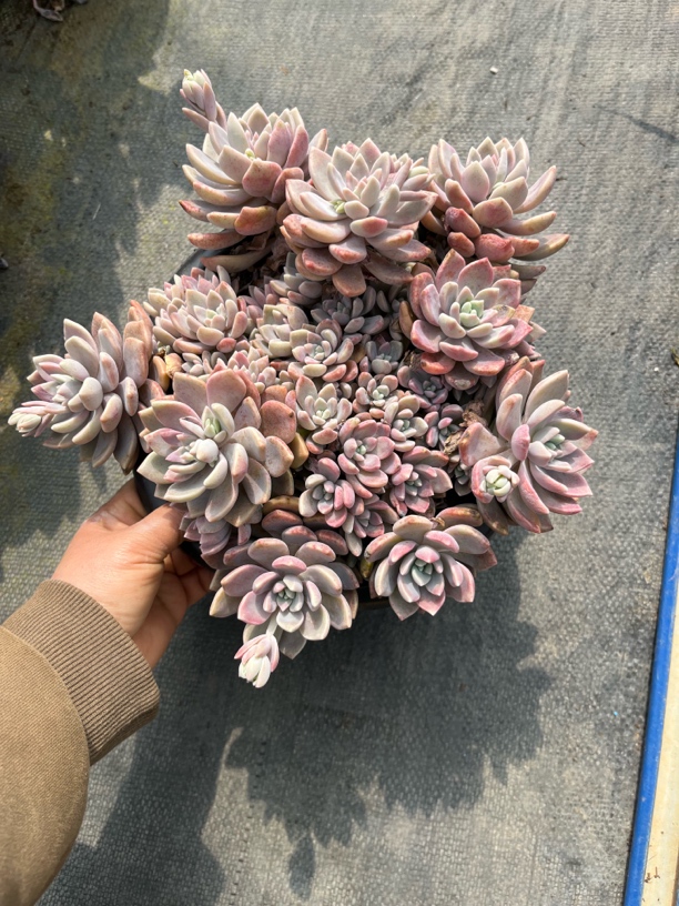 克洛伊多肉植物。（满19元包邮）