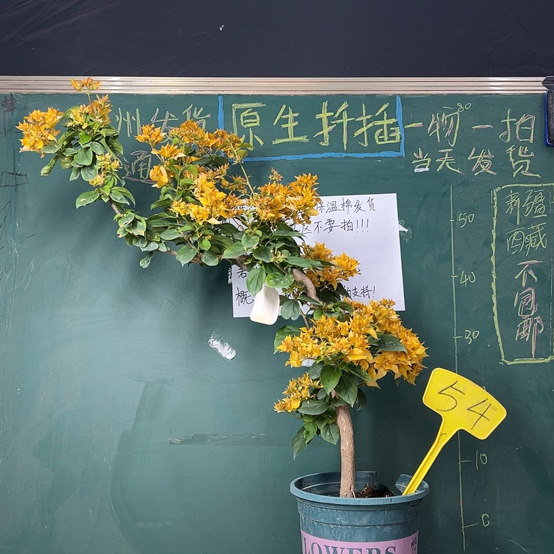 完全开放 75cm 重瓣黄 原生树头  54