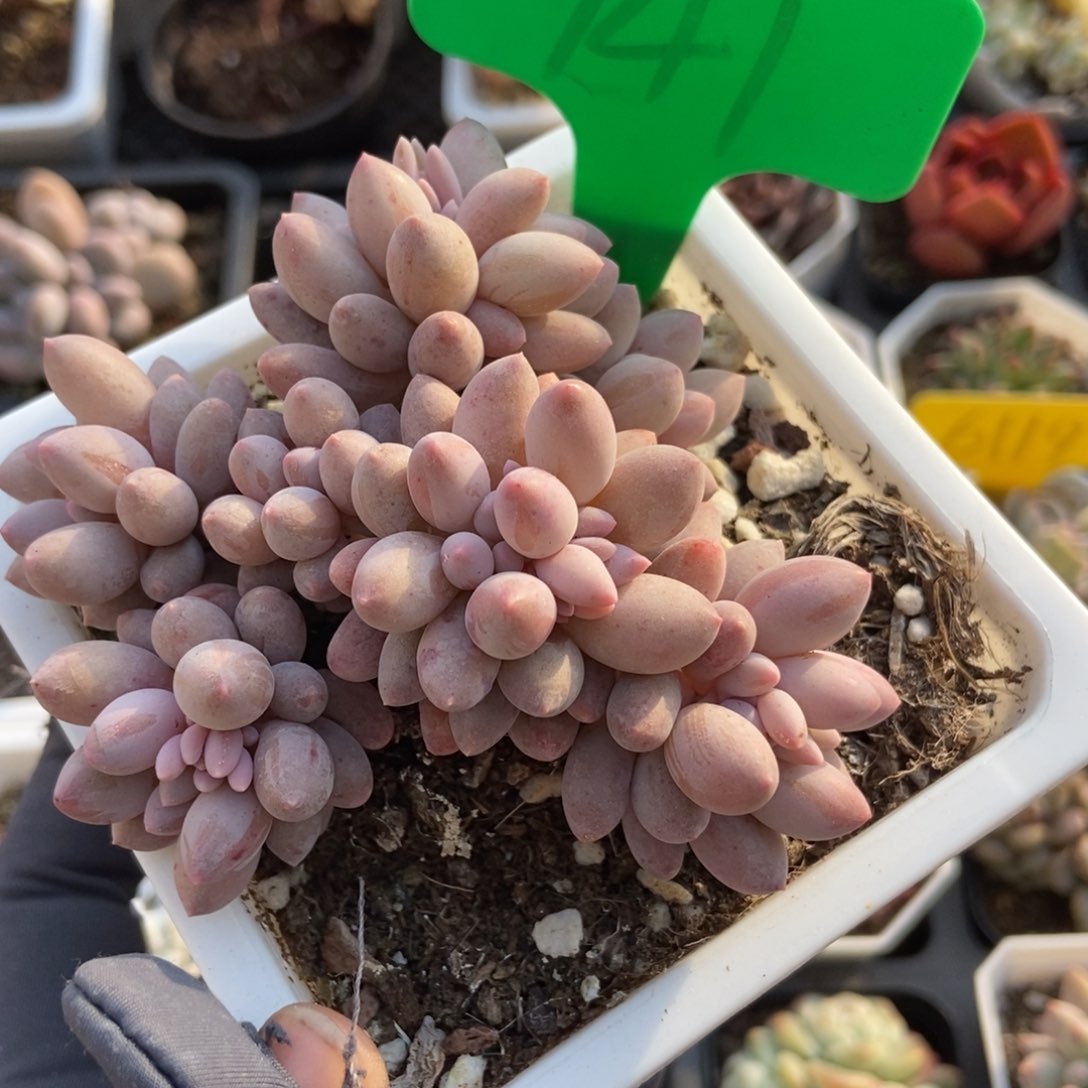 941婴儿手指多肉植物保护