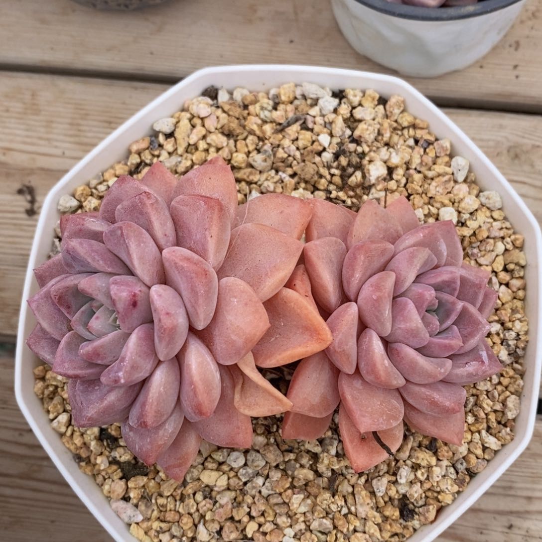 多肉女神节快乐全场5678折起3月7号-4