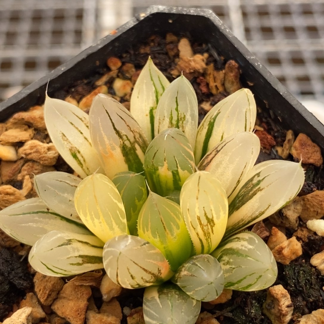 131霓虹灯玉露多肉植物