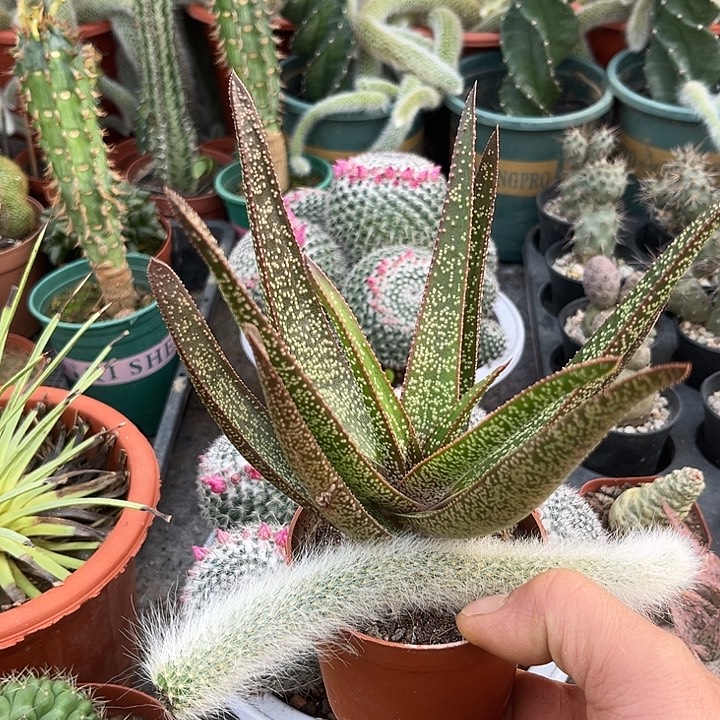 用***1无花朵金星送九尾狐