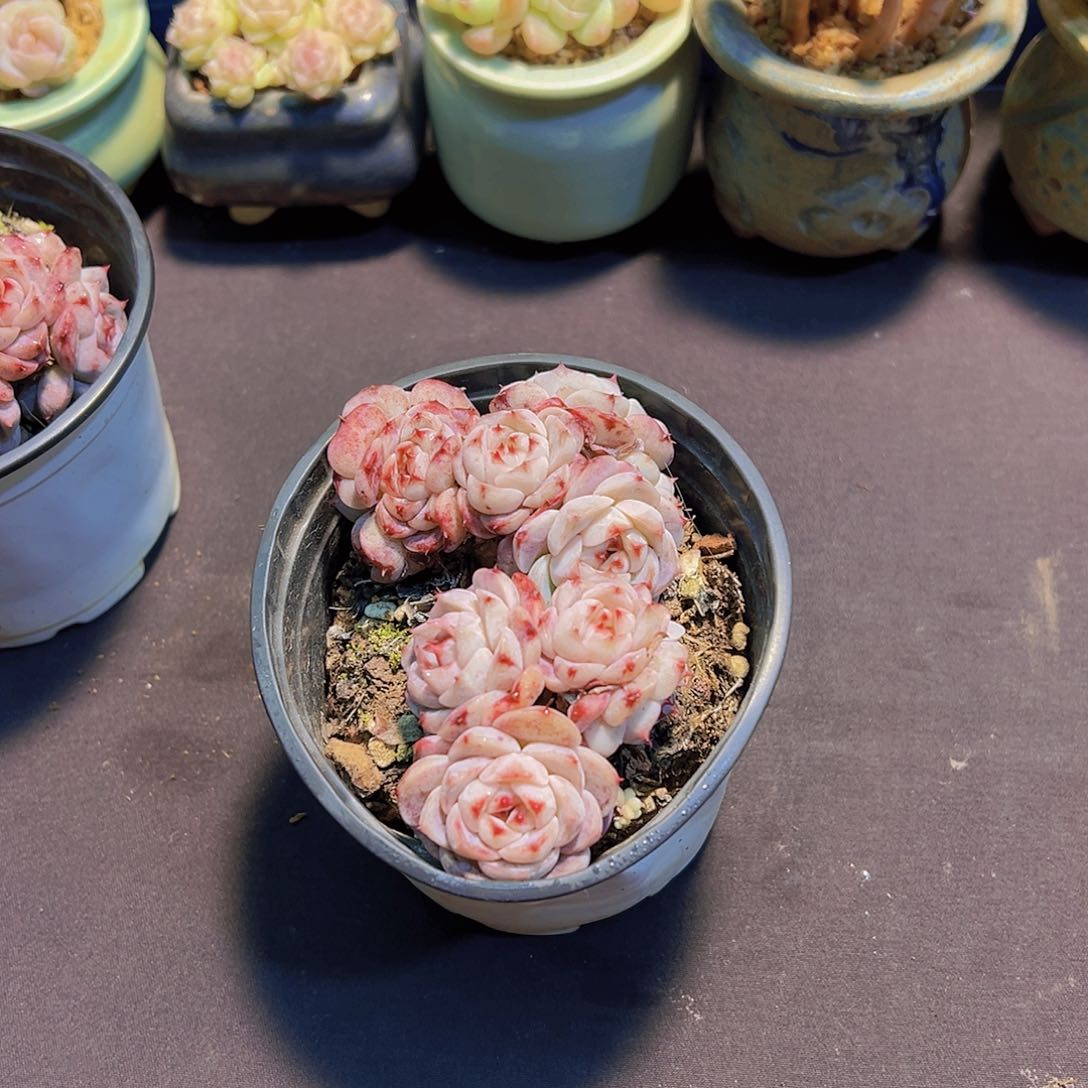 暖*天鹅绒，多肉植物，